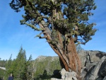 Aged tree